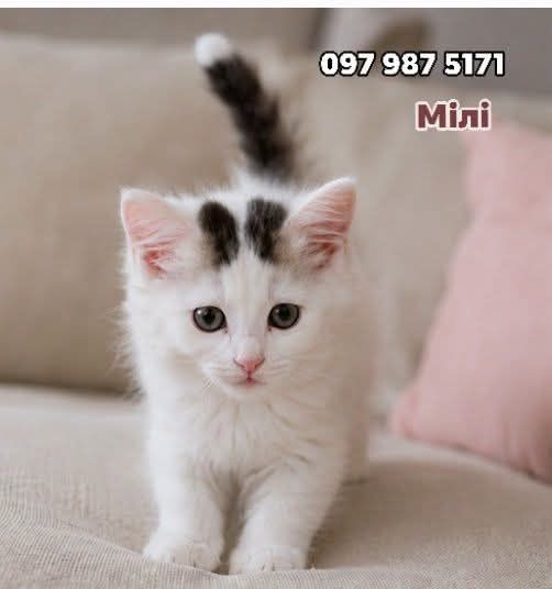 Неймовірне кошеня Мілі