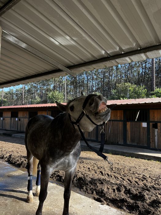 Puro Sangue Lusitano