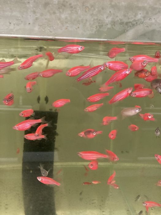 Даніо Скалярія Гурамі Цихліда Барбус Гупі Мечоносець акваріумні рибки