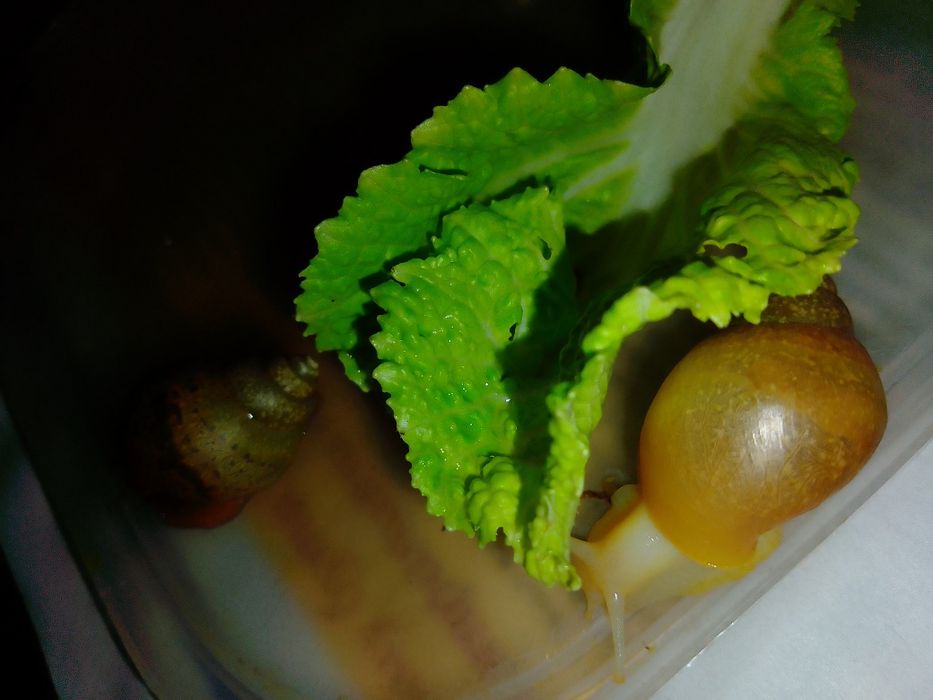 Равлики Ахатини Гігантські