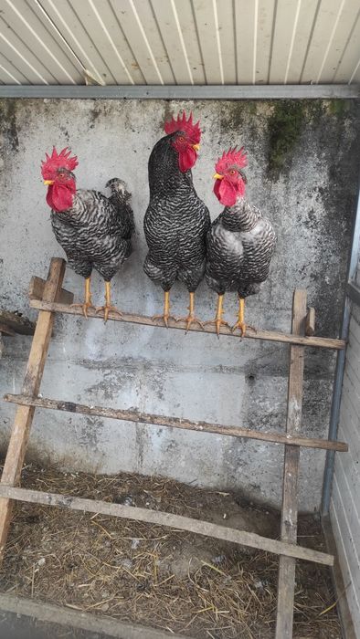 Ovos pedrês portuguesa para incubação - Dúzia 15€