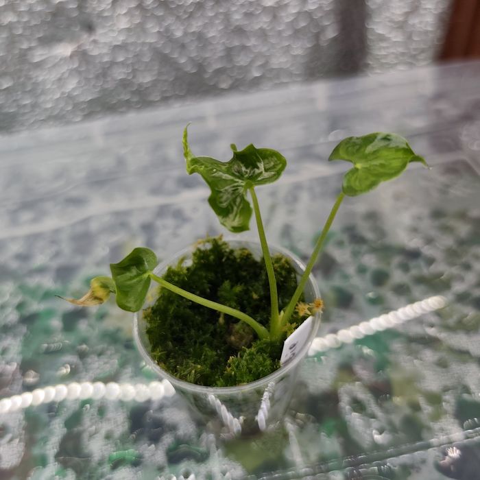 Алоказія Teletubbies (телепузик)