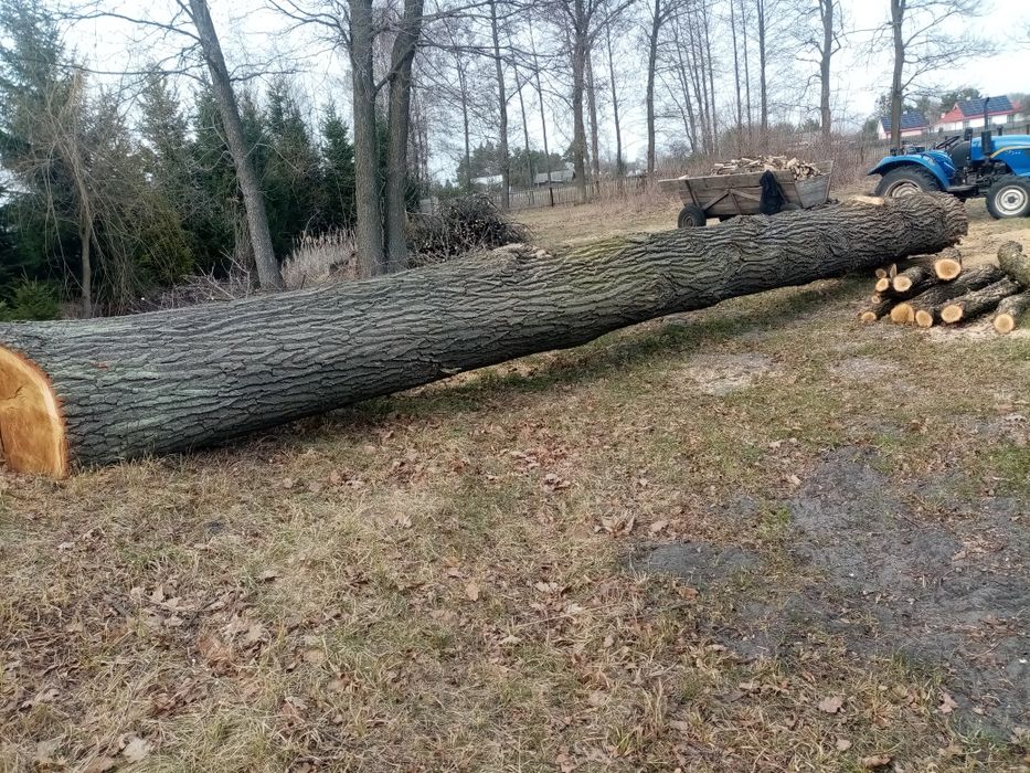 Дубова колода довжиною 9.7 м.