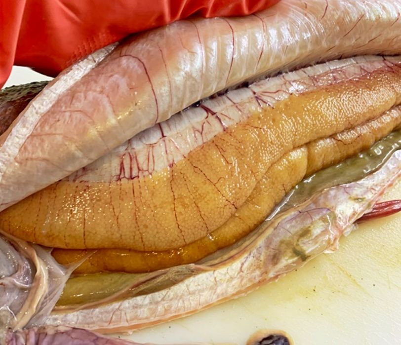 Ікра щуки натуральна. Икра щучья. Сушена ікра Толстолоб