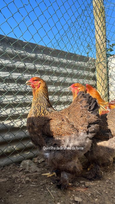 Brahma perdiz Dourado/azul [frangos]
