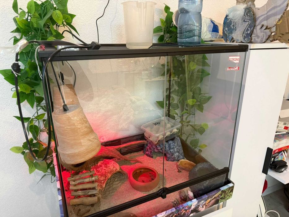 Terrarium z gekonami