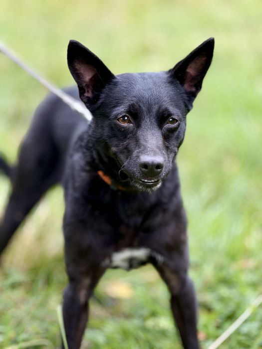 Zula — dwuletnia sunia do adopcji