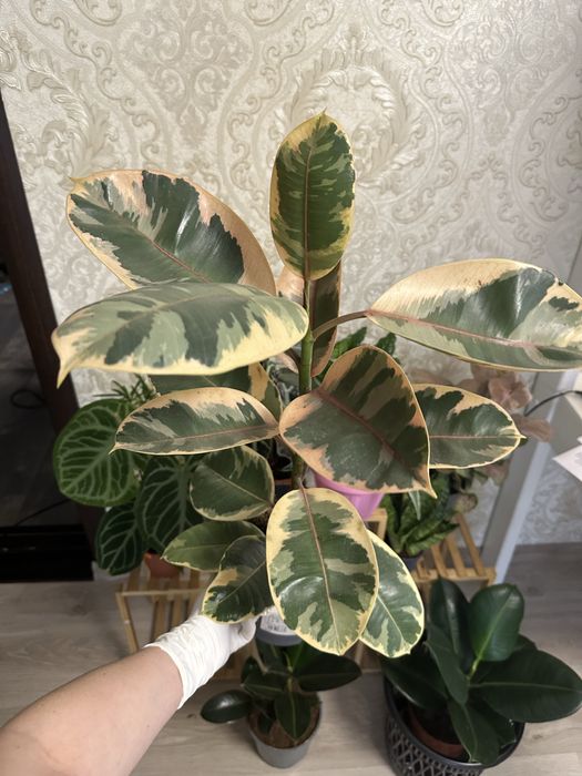 Кімнатні квіти Рослини