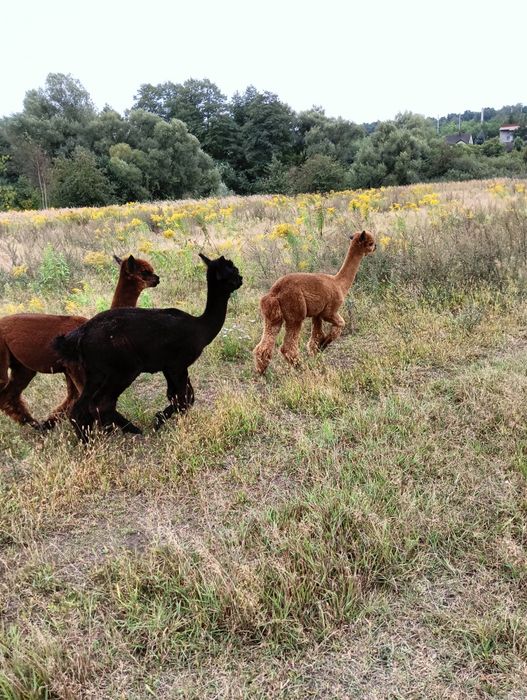 Alpaka i samica czarna