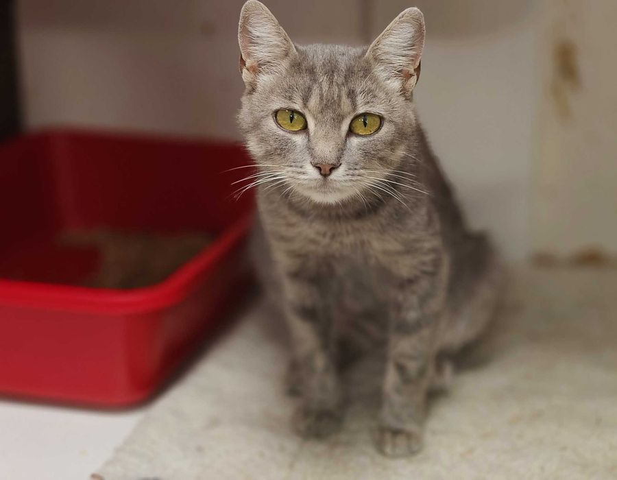 Допоможіть милій кицюні Греї, щоб не довелося їй виживати на вулиці!