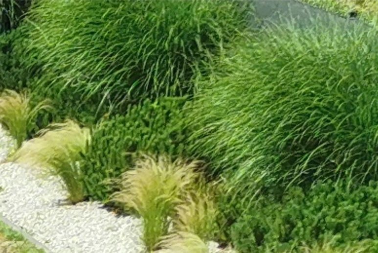 Trawa pony tails, stipa, koński ogon, cena dotyczy 5 sztuki