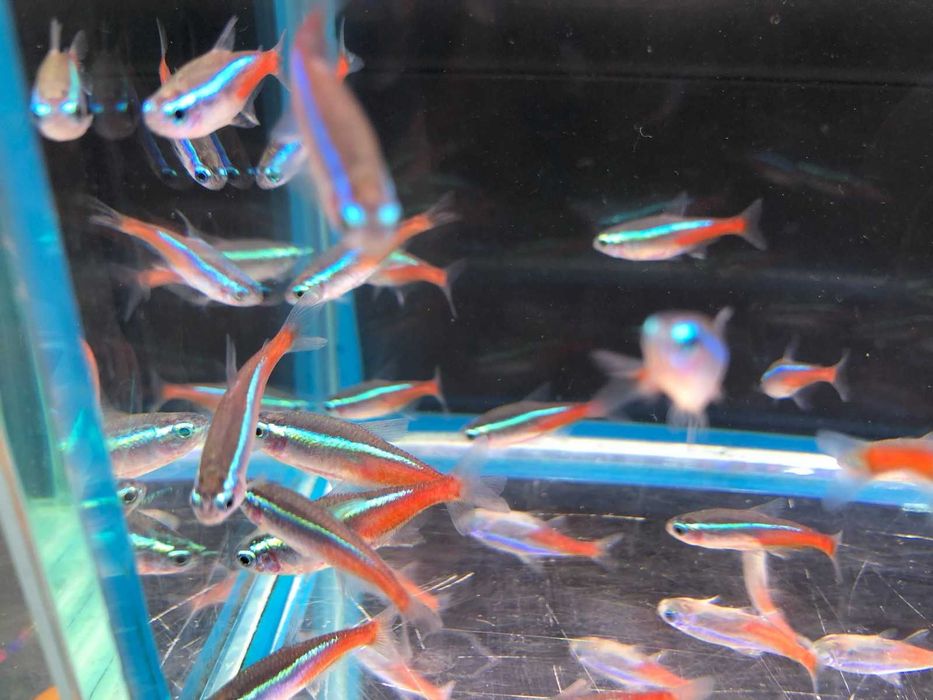 Rybki  akwariowe - Neonek Neonki Innesa