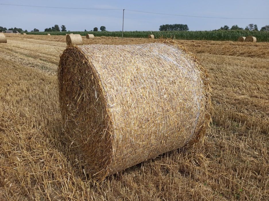 Słoma / Siano bele 120/130 suche