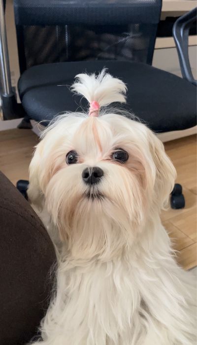 Вязка Мальтезе РАЗВЯЗАН, короткий носик, кукольные глазки, КСУ