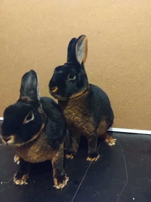 Sprzedam parę królików karzełki rex czarny podpalany 95pkt
