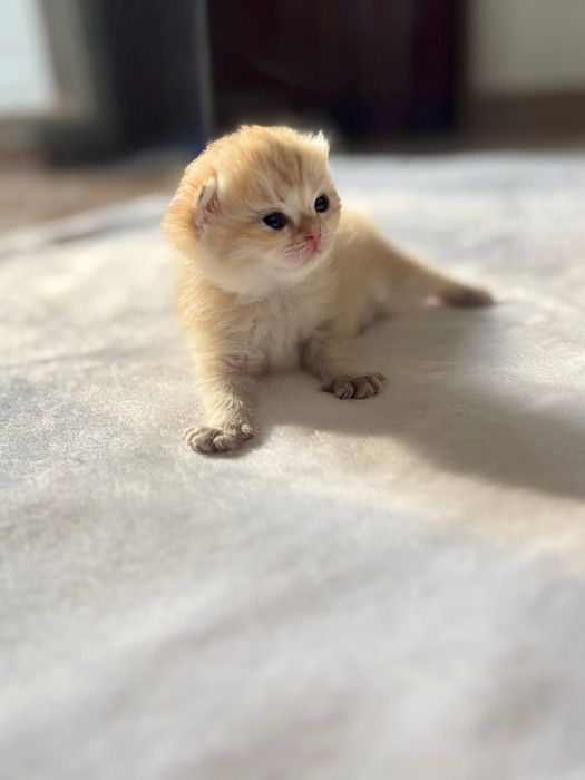 Бронь на кошенят золота шиншила