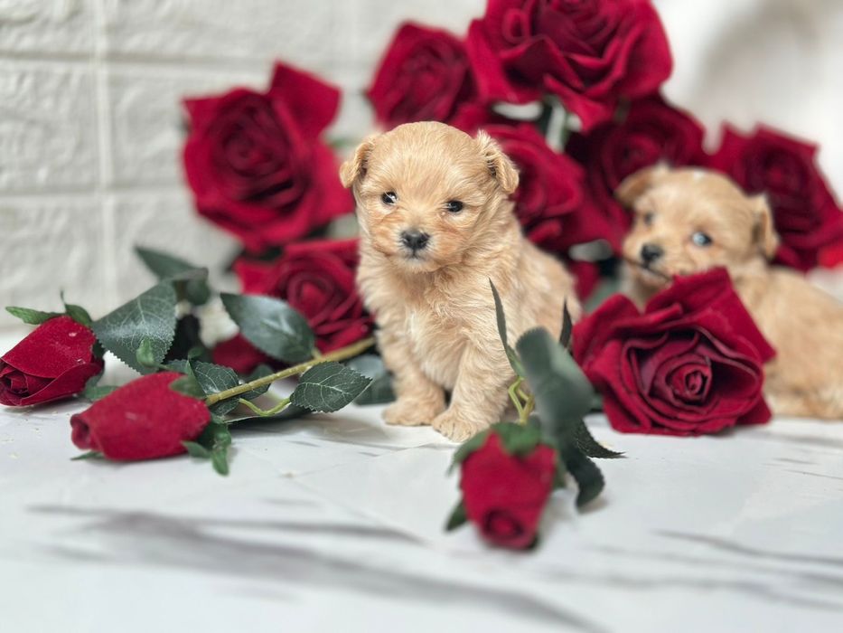 Елітний міні мальтипу (хлопчики та дівчатка)