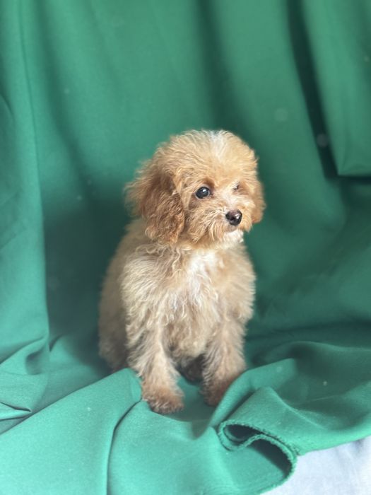 Мальтіпу дівчинка криаий Ріг