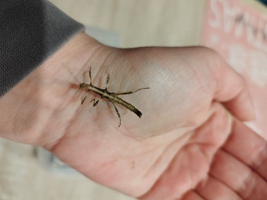 Straszyk filipiński- młode osobniki