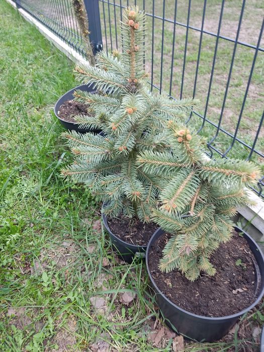 Świerk biały w doniczce