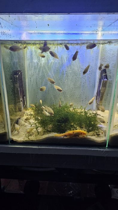 Ninhada de ciclidios