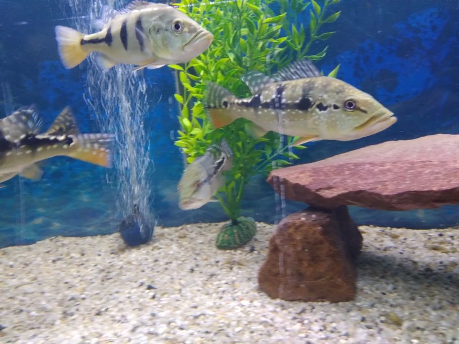 Cichla Blue Azul Piquiti 20-25 cm