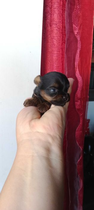 yorkshire terrier macho mini com LOP