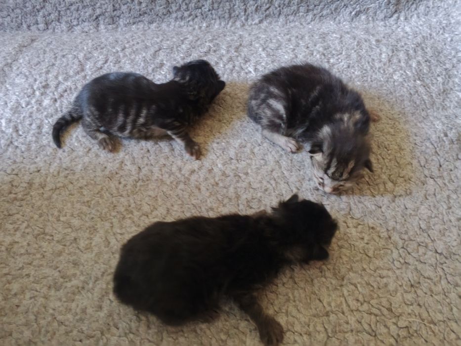 Отдам даром котят