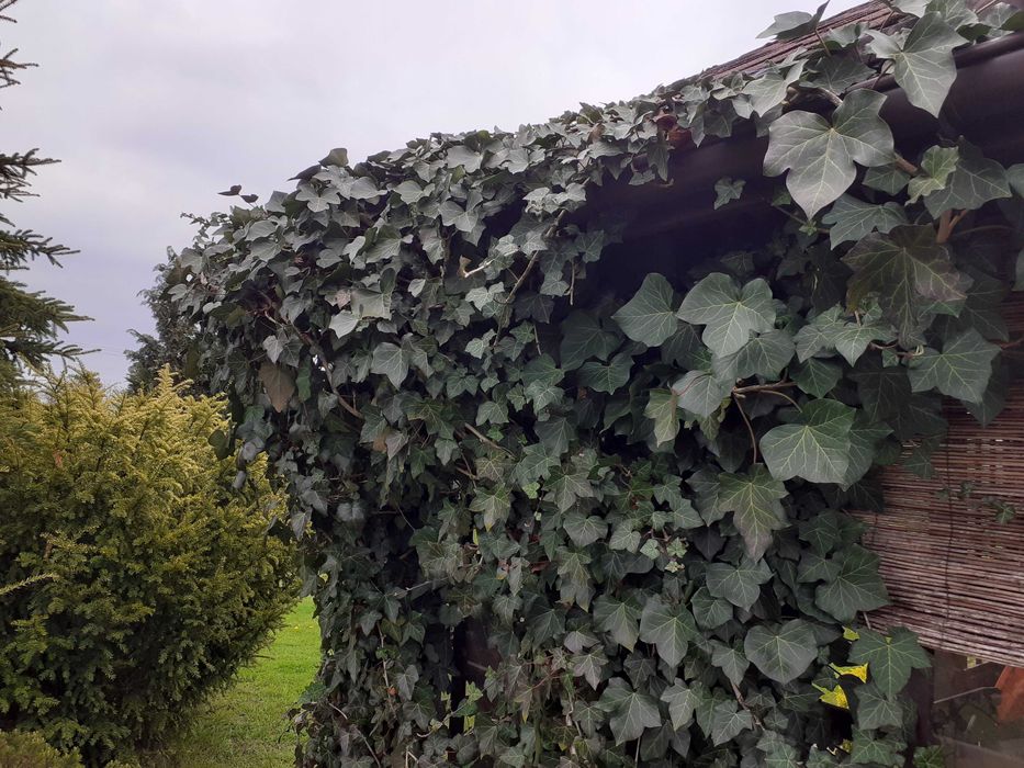 Bluszcz Hedera Helix, zimozielony, różne wielkości, wysyłam.