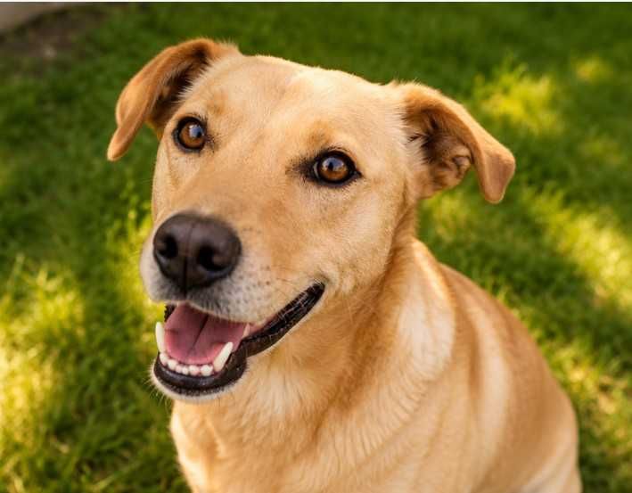 Cadela jovem, esterilizada e muito sociável