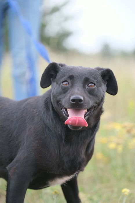 suka sunia suczka do adopcji za darmo