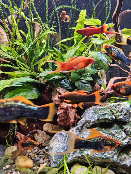 Mieczyk odmiana lira Hamburg, Tuxedo l