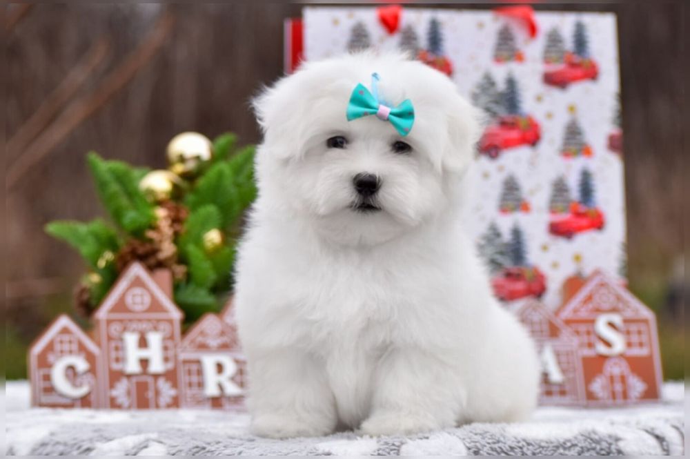 Чистокровная девочка мальтезе