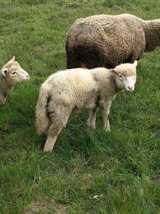 Ovelhas de boa qualidade