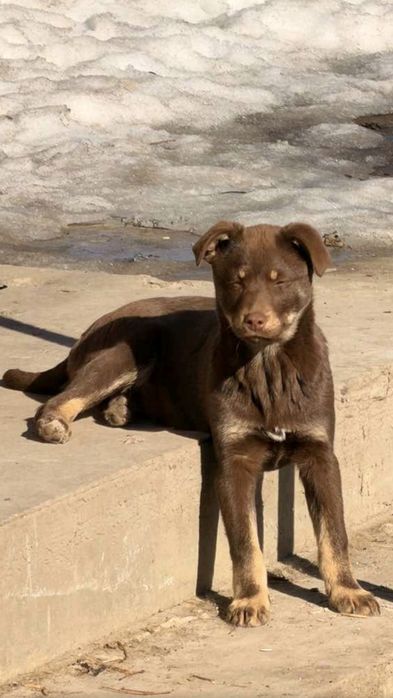 Міцні і витривалі цуценята метиси толлен ретрівер!