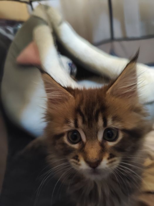 Продам Мейн-кунят