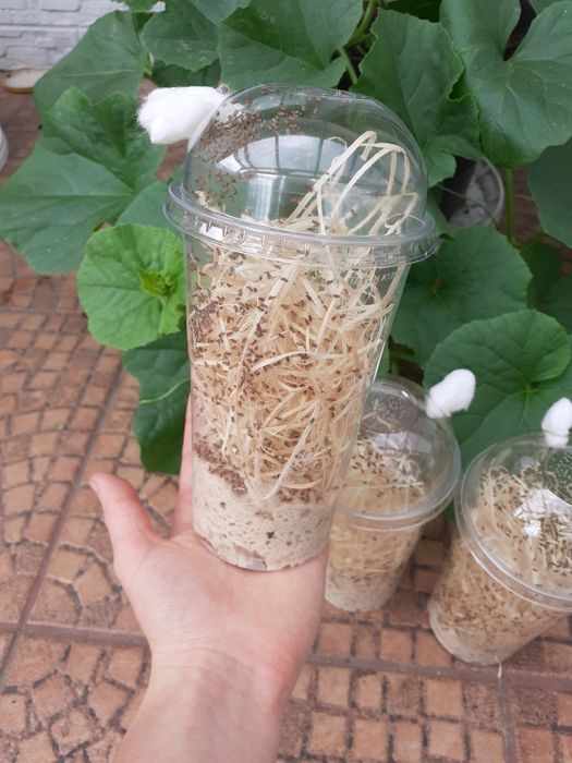 3 x Drosophila melanogaster