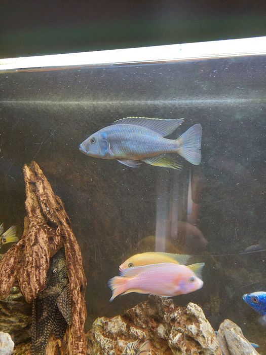 Aquário completo de ciclideos