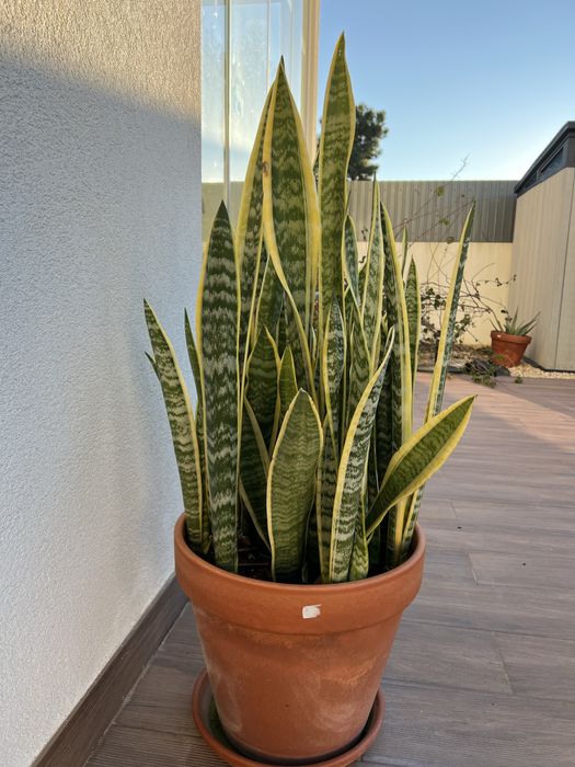 Vaso com Espada Sao Jorge