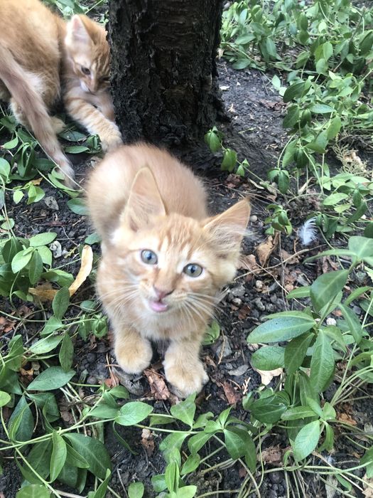 Кошенята в добрі руки