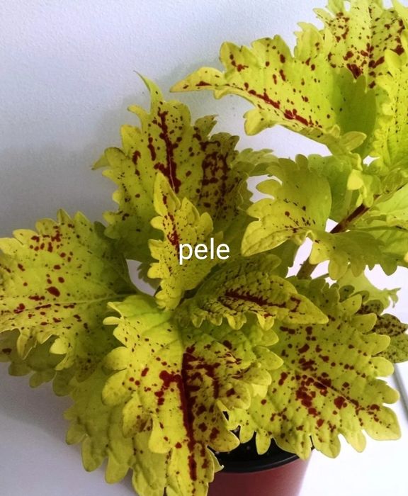 Колеуси сортові підрощені