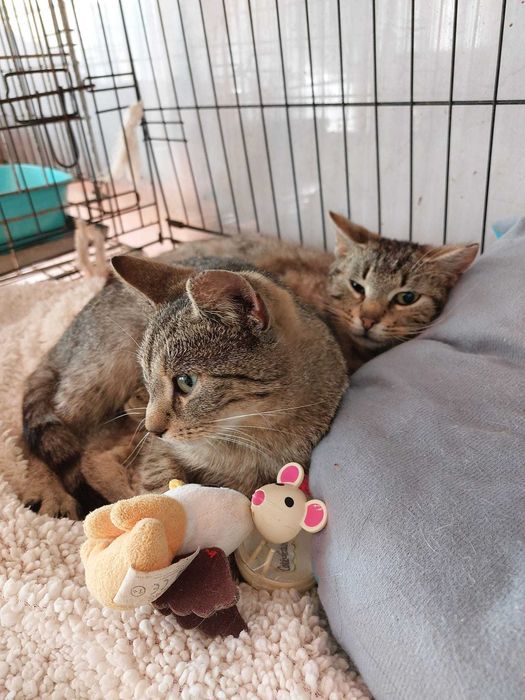 Młodziutka Grzanka szuka kochającego domku