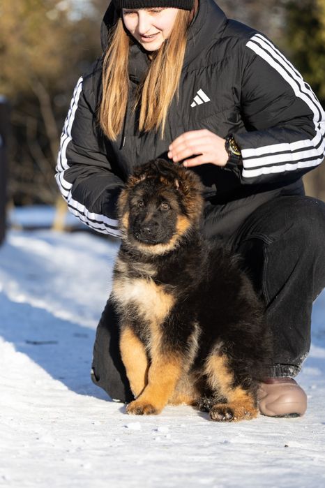 Цуценя німецької вівчарки КСУ