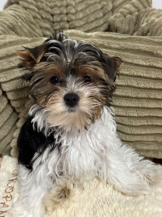 Yorkshire Terrier