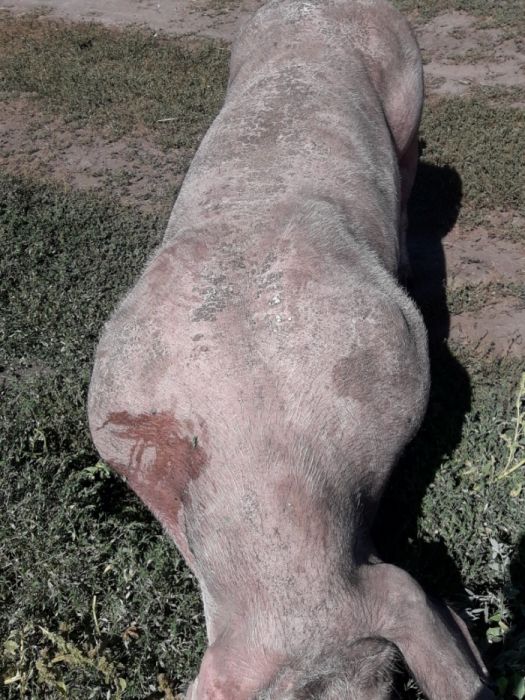 Продам поросята хрячков и свинок Пьетренов ,беркширов в чистоте