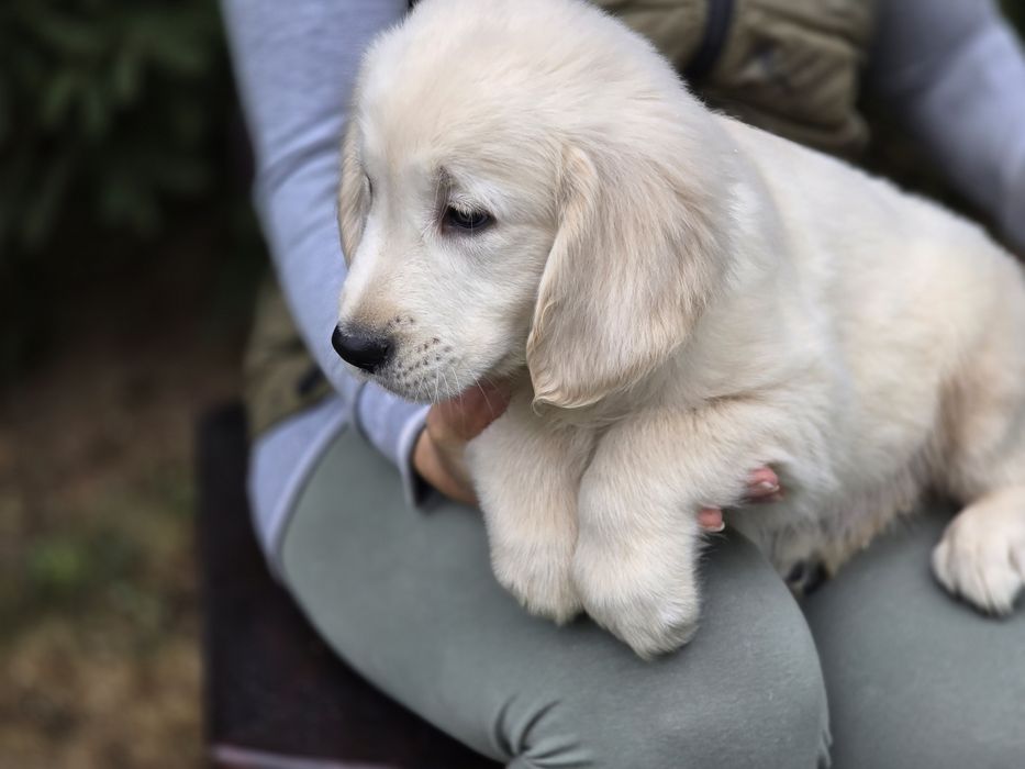 Golden retriever szczeniak Możliwość wyrobienia  paszportu!!!