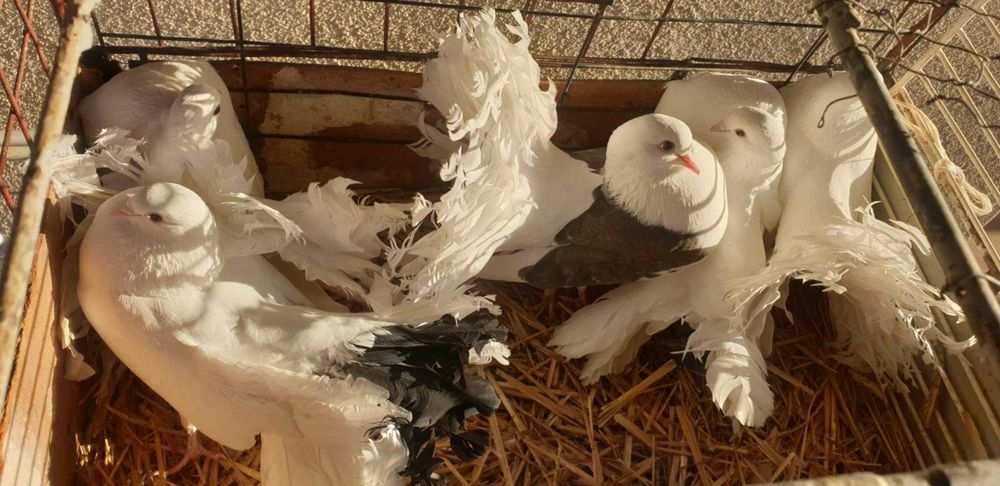 Sprzedam gołębie pawiki 5 szt