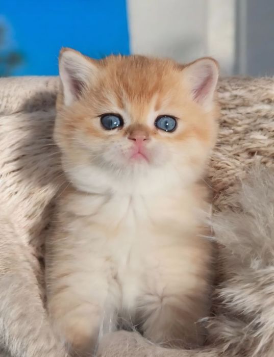 Шотландське кошеня золота шиншила