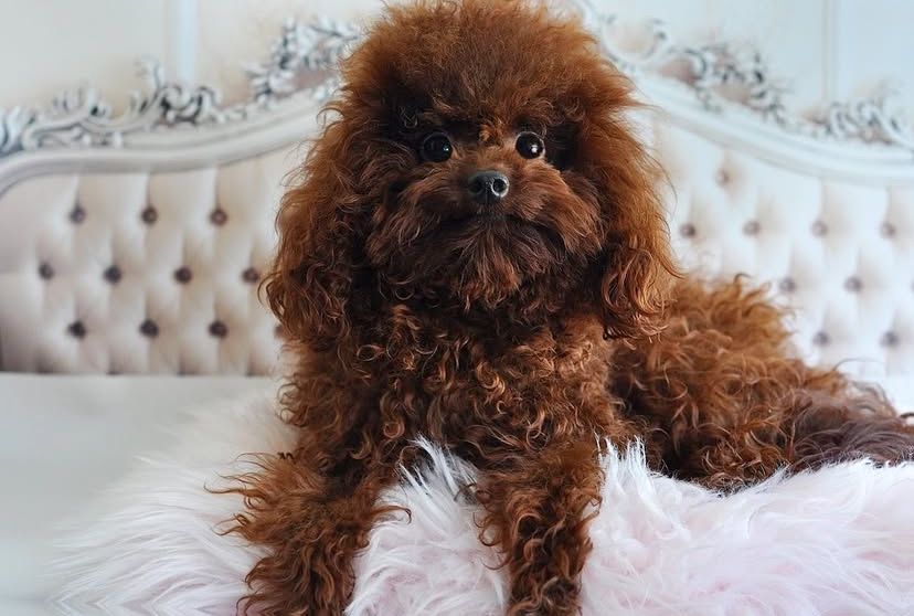 Той пудель жених