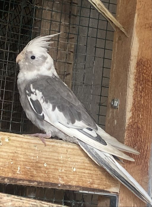 sprzedam młode nimfy